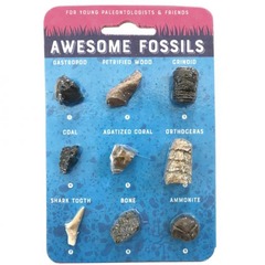 Fossil Collection